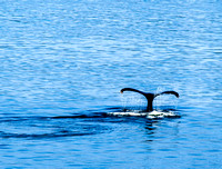 20240805 Day three at sea Morning 0026-57-Enhanced-NR